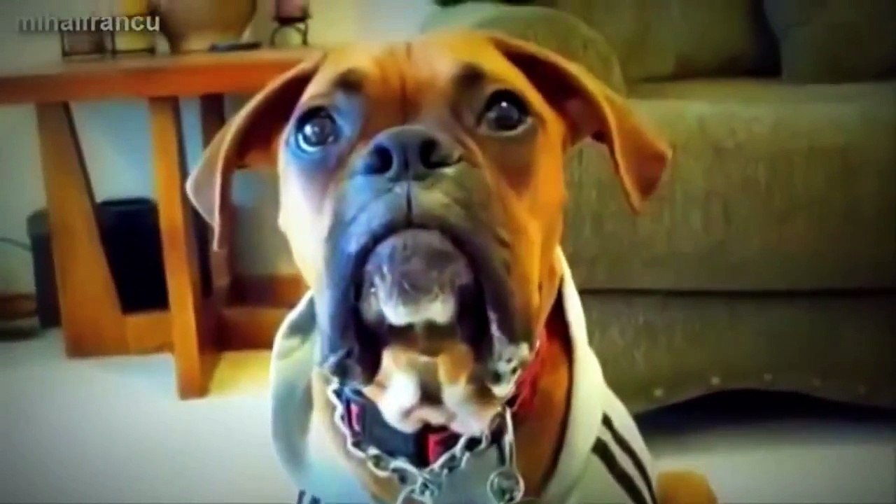 funny talking animals alan mp3 funny talking animals africa funny talking animals abc.