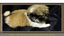 MILANO, MAGENTA   SHIH-TZU CUCCIOLI ITALIANI