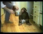 Schimpansen Ola - Avsnitt 2: Ola går till skolan