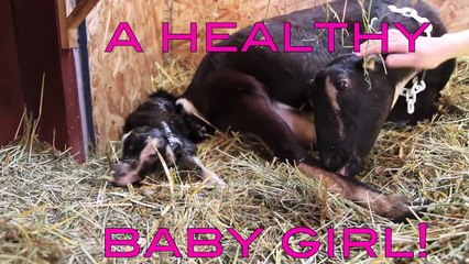 Goat giving birth (HD)