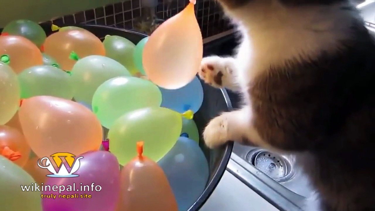 Top 10 Funny Cat Videos Compilation 2015