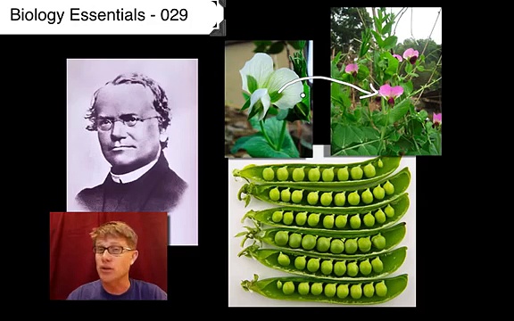 Mendelian Genetics