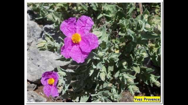 83 - RandoCool - Sillans La Cascade - Salerne