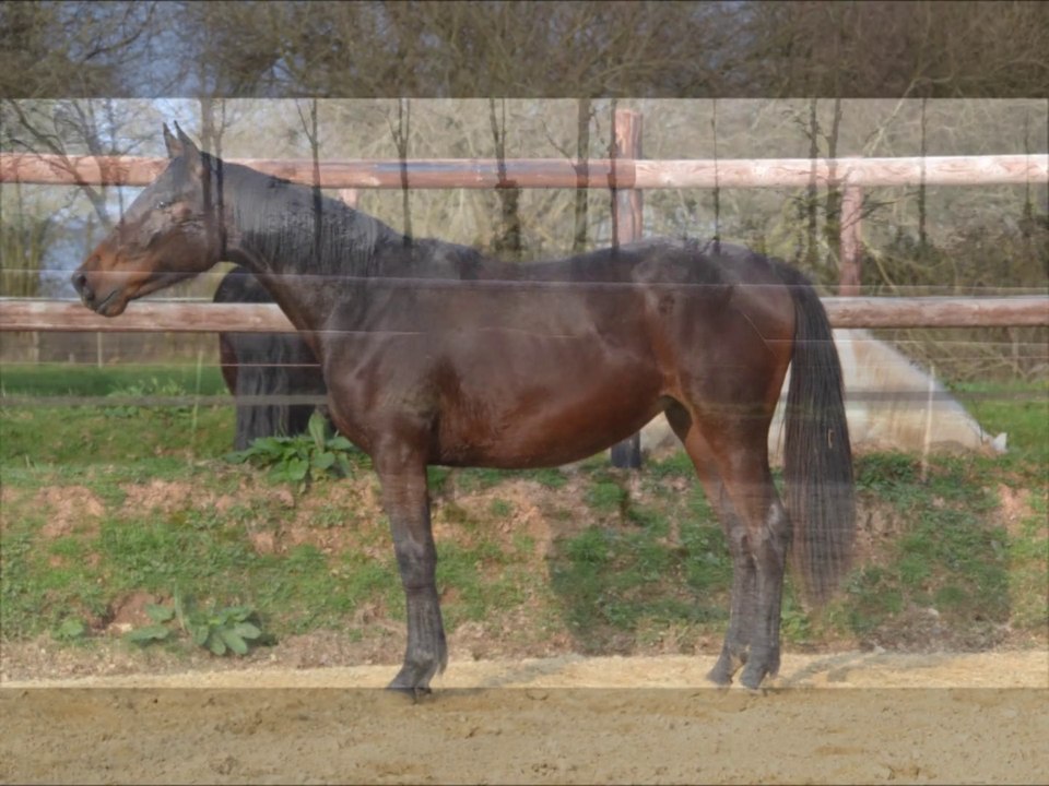 Dixye des Edènes 2 ans