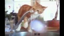 Komik Kedi Videoları (Funniest videos of cats)