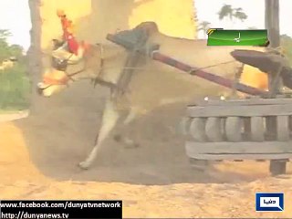 Dunya News - Bull Race Mela at Layyah