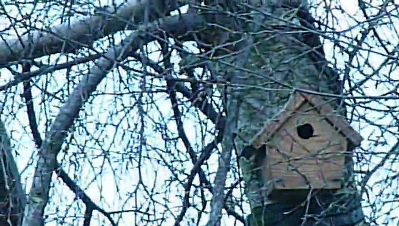mésange