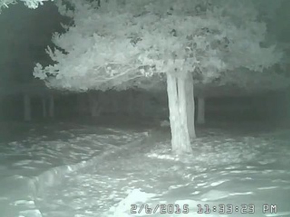 Cute Fox Captured on Security Camera