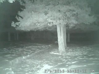 Cute Fox Captured on Security Camera