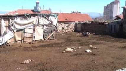 Sokak Köpekleri, 20 Kuzuyu Telef Etti