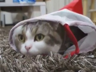 人形を抱きしめる可愛い猫 Cute Cat Hugs Doll