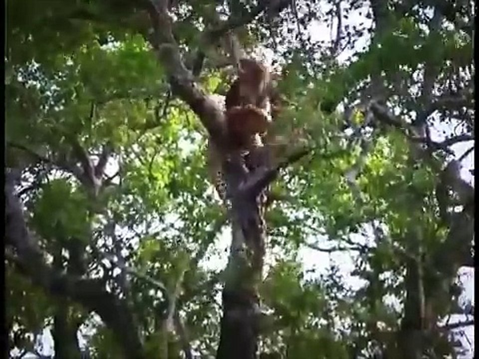 Animals fight compilation