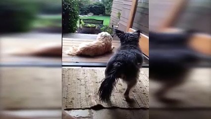 Animals Pranking Animals- Compilation