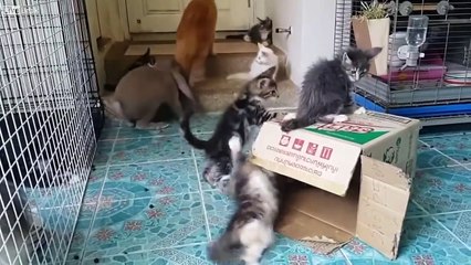 Conejo en busca de un amor