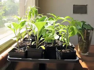 Plants in window time lapse 3000x speed