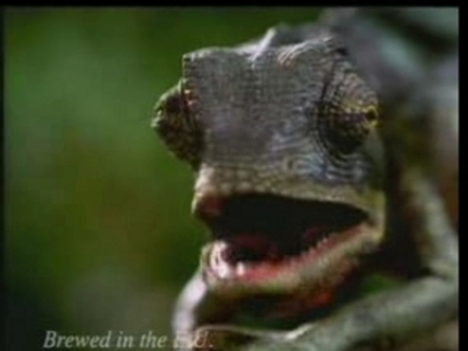 Budweiser - Those Frogs