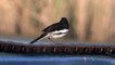 Bird at Kalar Kahar Lake 4 April 2015 Pakistan