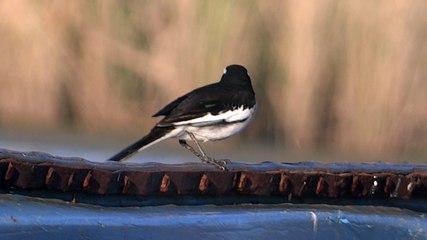 Bird at Kalar Kahar Lake 4 April 2015 Pakistan