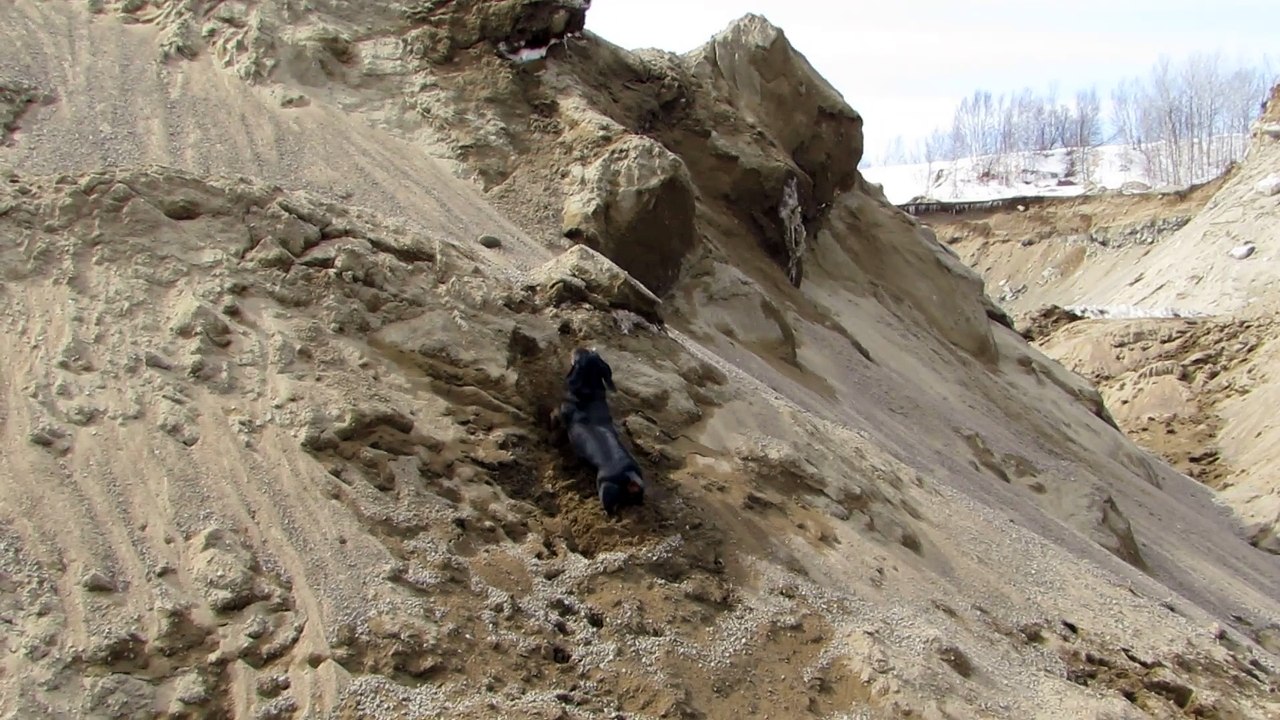 Charlotte ma teckel à la sablière