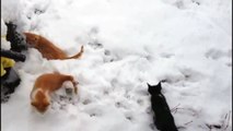 dogs playing with babies Cats and Dogs Playing in Snow Compilation