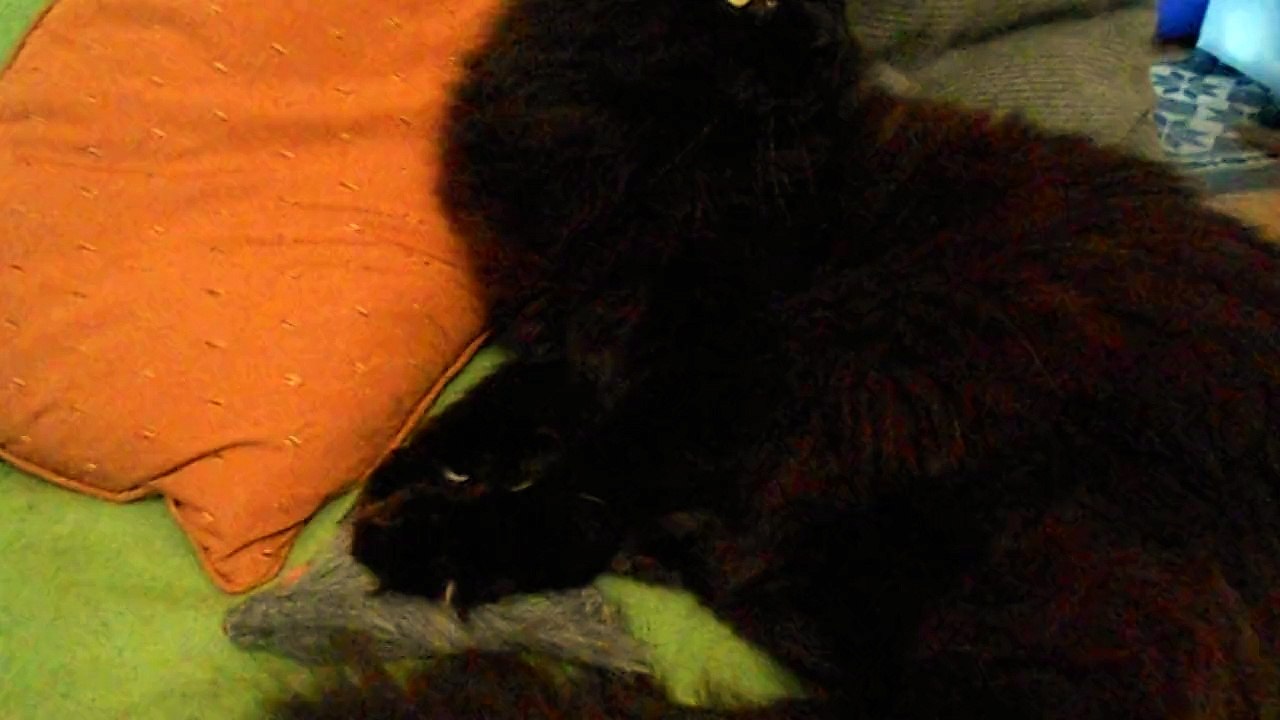 Charbon et sa nouvelle souris