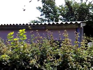 افضل حمام زاجل في الدنمارك