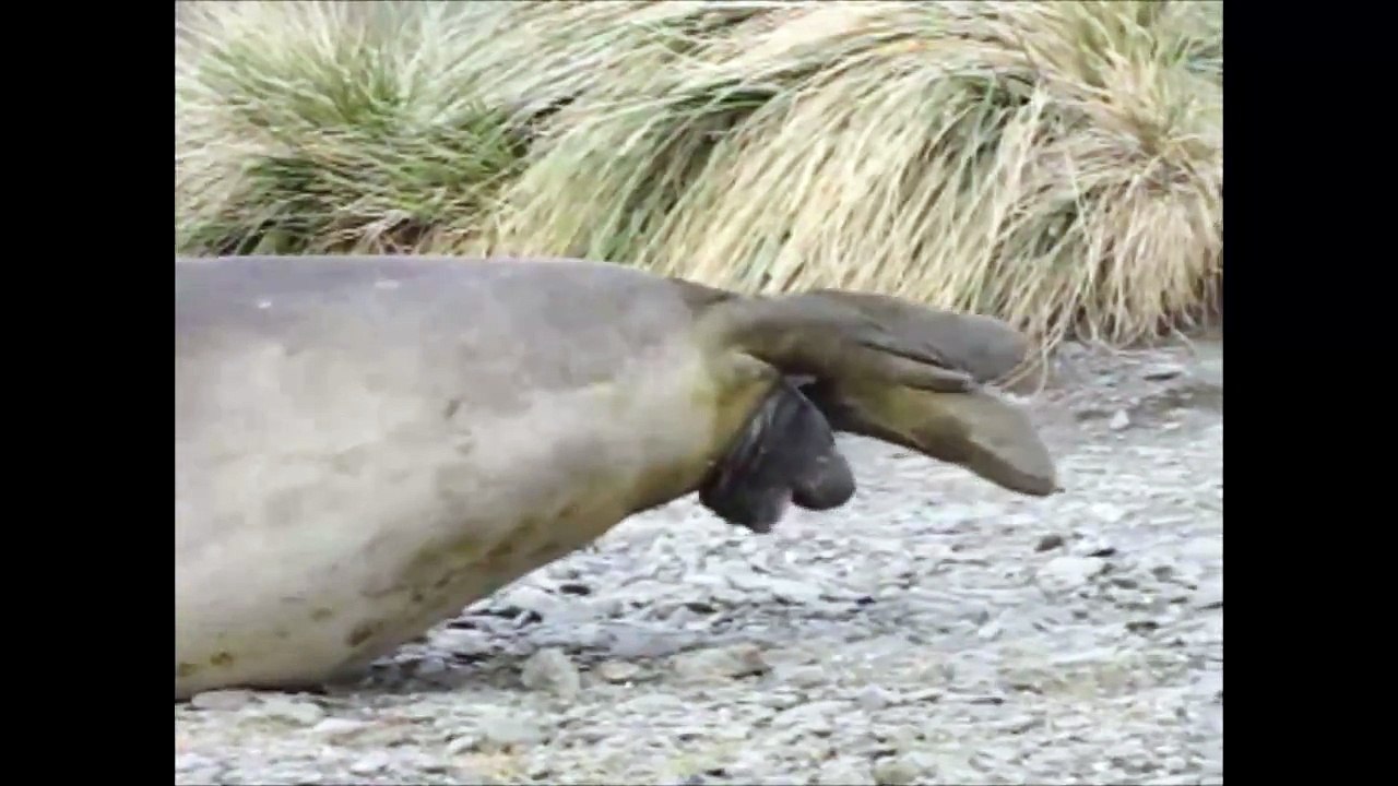Birth of an elephant seal