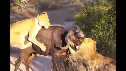 Amazing.. Lion vs Buffalo Headbutts Into the Air