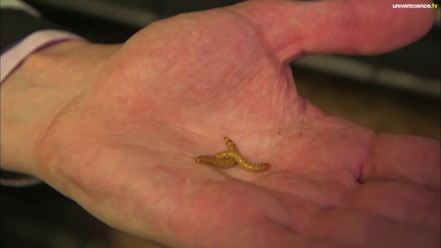 Les insectes la nourriture du XXIème siècle