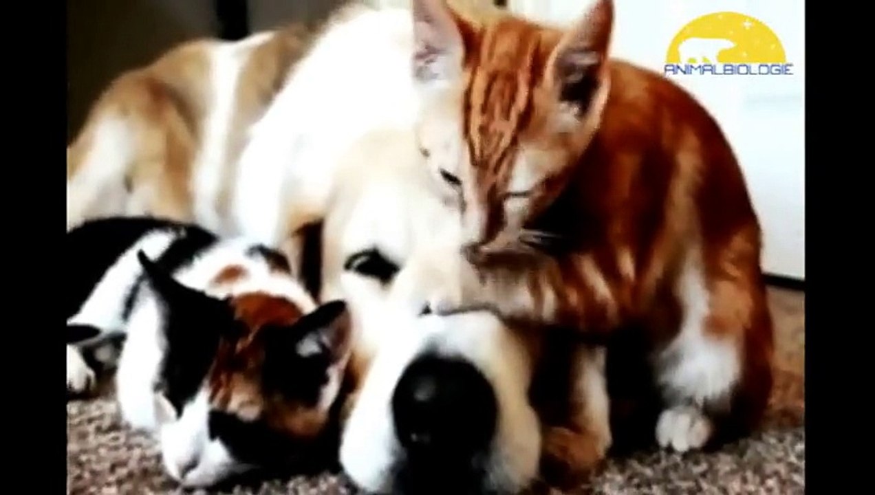 Animals- Friends Forever