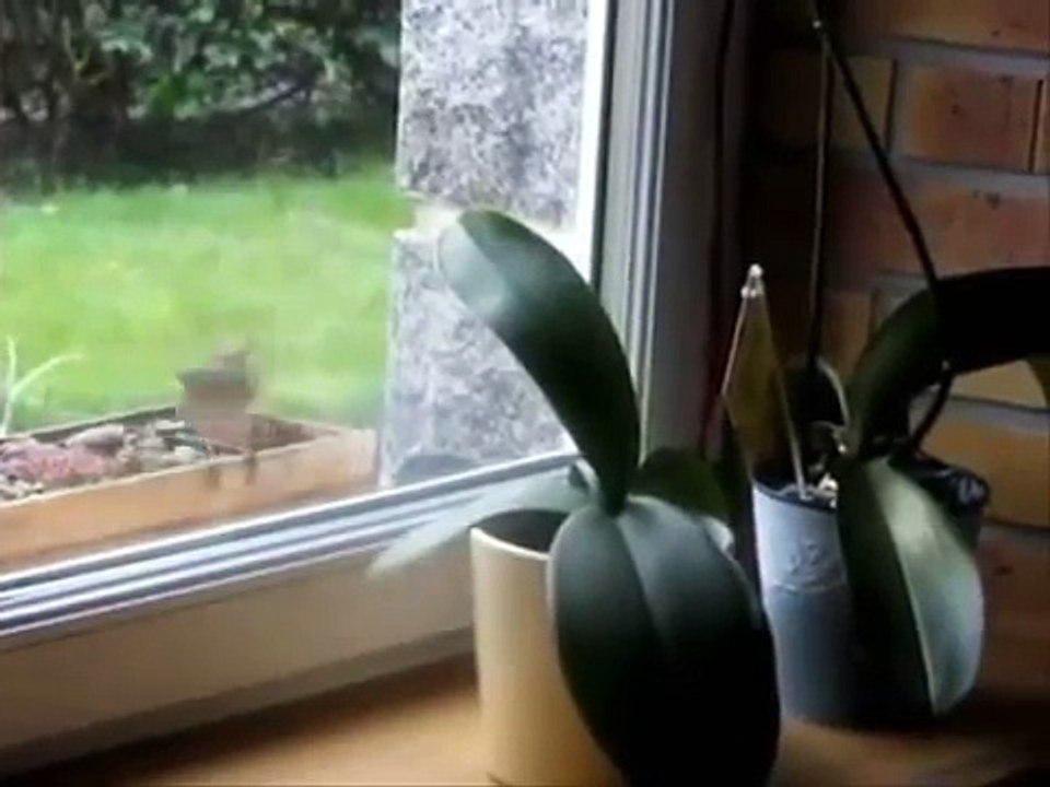 مقاطع متفرقه مسليه