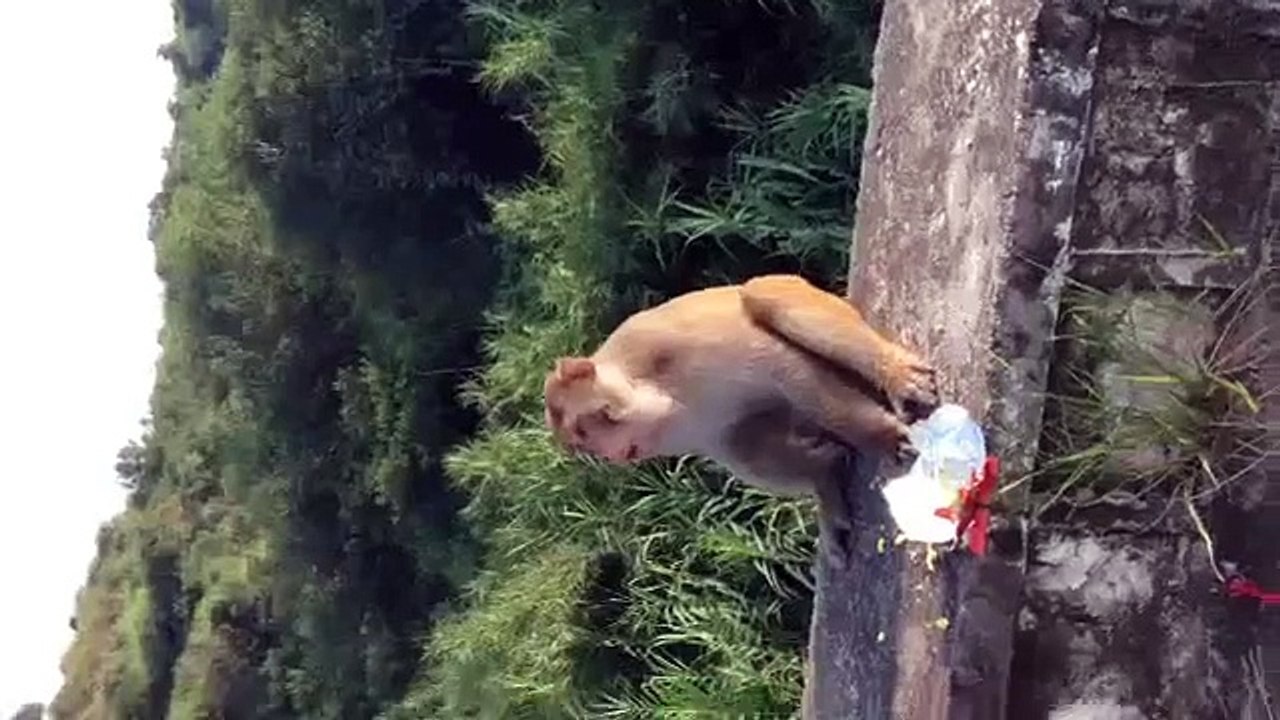 fun with monkey
