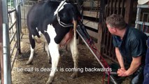 Calving a cow, delivering a dead calf using a calving jack