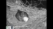 Flying squirrel flies into Hays eagle nest at night