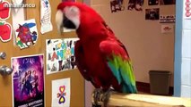 Funny Parrots Dancing Compilation