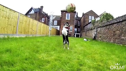 Des chiens qui ont oublié d'agir comme tel