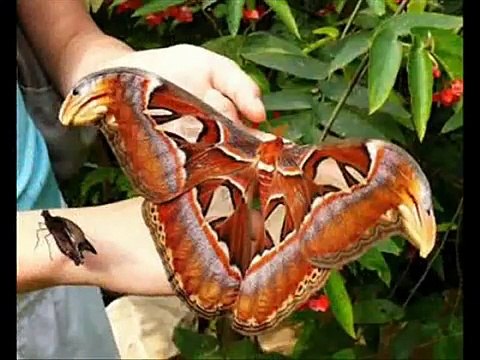 Os animais mais estranhos do mundo e grandes curiosidades