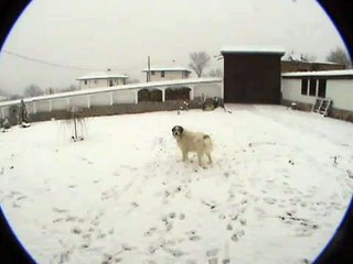 Caucasian Mountain dog and Pyrenean dog fight 2