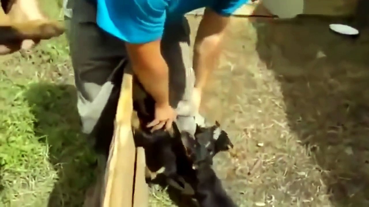 Funny cats and dogs - Funny videos try not to laugh 2015