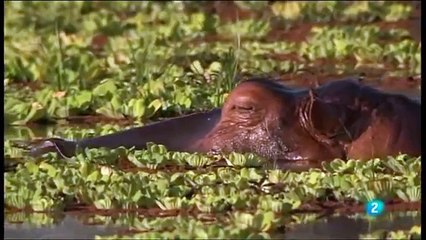 El Infierno del Hipopótamo ( Documental )  . Documentales