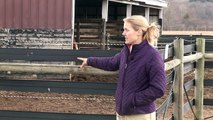 Horses Care & Grooming : What Type of Fences Do You Need for a Horse?