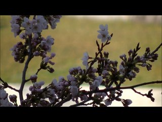 桜の開花をタイムラプスで取ってみた part1