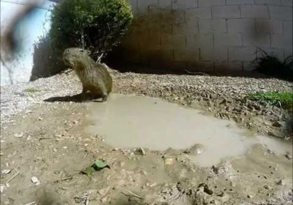 JoeJoe the Capybara Loves Rolling in Mud