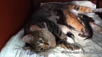 Hungry Newborn Kittens Take a Drink