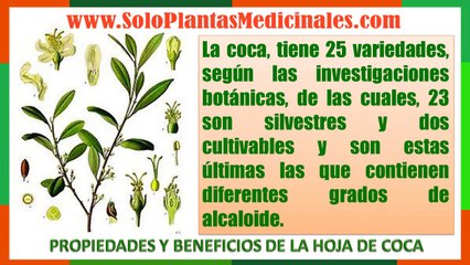 Propiedades y Beneficios de la [ Hoja de Coca ]