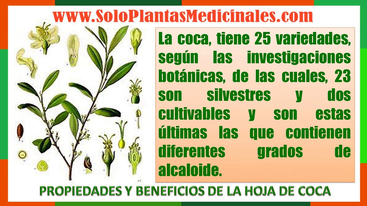 Propiedades y Beneficios de la [ Hoja de Coca ]