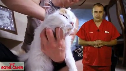 Cómo bañar a un gato - Consejos felinos Royal Canin