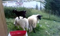 Bébé chèvre joue a saute mouton