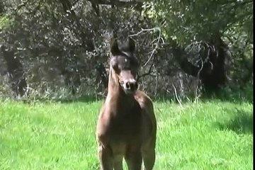 Mystic Jamaal - Homozygous Black Arabian Stallion