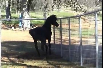 "Black" Arabian Stallion